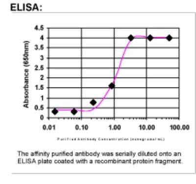 ELISA: Plastin L Antibody [29840002]