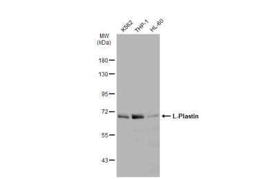 Plastin L Antibody [NBP2-19860] - Various whole cell extracts (30 ug) were separated by 7.5% SDS-PAGE, and the membrane was blotted with Plasitn L antibody diluted at 1:10000. HRP-conjugated anti-rabbit IgG antibody was used to detect the primary antibody.