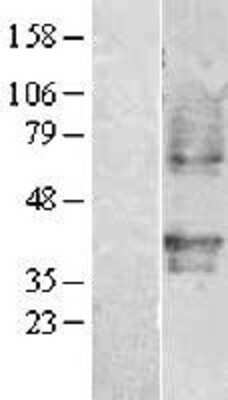 Western Blot PAFR Overexpression Lysate
