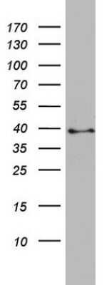 Western Blot: Pleckstrin-2 Antibody (OTI5D3) - Azide and BSA Free [NBP2-73467] - Analysis of HT29 cell lysate (35ug).