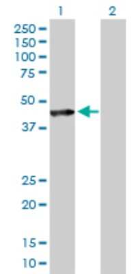 Western Blot: Pleckstrin Antibody [H00005341-D01P] - Analysis of PLEK expression in transfected 293T cell line by PLEK polyclonal antibody.Lane 1: PLEK transfected lysate(40.10 KDa).Lane 2: Non-transfected lysate.