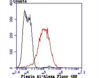 Flow Cytometry: Plexin A1 Antibody (JU50-37) [NBP2-75623] - Analysis of LOVO cells with Plexin A1 antibody at 1/50 dilution (red) compared with an unlabelled control (cells without incubation with primary antibody; black). Alexa Fluor 488-conjugated goat anti rabbit IgG was used as the secondary antibody.