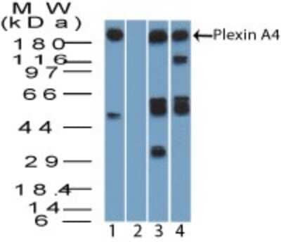 Western Blot: Plexin A4 Antibody [NBP2-27144] - Analysis using Plexin A4 antibody. Lysate from human brain in the 1) absence, 2) presence of immunizing peptide, 3) mouse brain and 4) rat brain probed with Plexin A4 antibody at 1 ug/ml. goat anti-rabbit Ig HRP secondary antibody and PicoTect ECL substrate solution were used for this test.