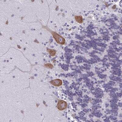 Immunohistochemistry-Paraffin: Plexin B3 Antibody [NBP2-38573] - Staining of human cerebellum shows moderate cytoplasmic positivity in Purkinje cells.