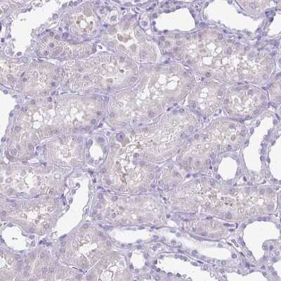 Immunohistochemistry-Paraffin: Plexin B3 Antibody [NBP2-38573] - Staining of human kidney shows no positivity in cells in tubules as expected.