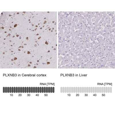 Immunohistochemistry-Paraffin: Plexin B3 Antibody [NBP2-38573] - Analysis in human cerebral cortex and liver tissues using NBP2-38573 antibody. Corresponding PLXNB3 RNA-seq data are presented for the same tissues.