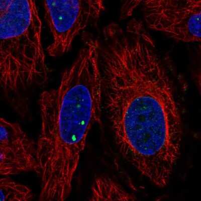 Immunocytochemistry/Immunofluorescence: Plxdc2 Antibody [NBP2-57837] - Staining of human cell line HeLa shows localization to nuclear bodies & nuclear membrane. Antibody staining is shown in green.