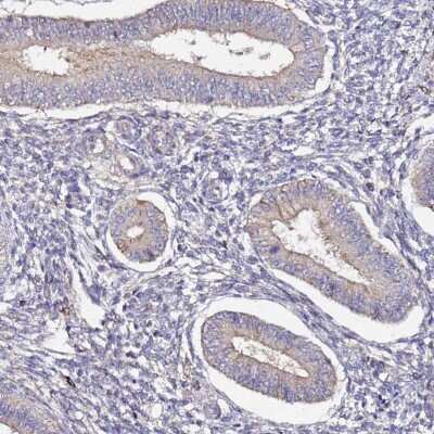 Immunohistochemistry-Paraffin: Plxdc2 Antibody [NBP1-92278] - Staining of human endometrium shows weak membranous positivity in glandular cells.