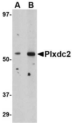 Western Blot Plxdc2 Antibody - BSA Free