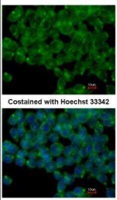 Immunocytochemistry/Immunofluorescence: Podocalyxin Antibody [NBP2-19880] - Analysis of methanol-fixed mouse ESC, using antibody at 1:100 dilution.