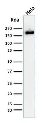 Western Blot: Podocalyxin Like Antibody (2A4) - Azide and BSA Free [NBP2-47750] - Western Blot Analysis of HeLa cell lysate using Podocalyxin Like Antibody (2A4).