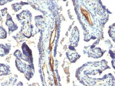 Immunohistochemistry-Paraffin: Podocalyxin Like Antibody (2A4) - IHC-Prediluted [NBP2-48344] - Formalin-fixed, paraffin-embedded human Placenta stained with Podocalyxin Monoclonal Antibody (2A4).