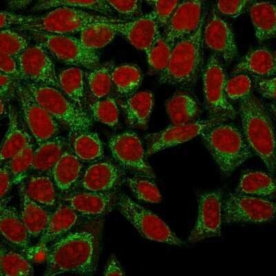 Immunocytochemistry/Immunofluorescence: Podocalyxin Like Antibody (3D3) - Azide and BSA Free [NBP2-33108] - Confocal Immunofluorescence of HeLa cells using Podocalyxin Like Antibody (3D3) labeled with CF488 (Green); Red Dot is used to label the nuclei.