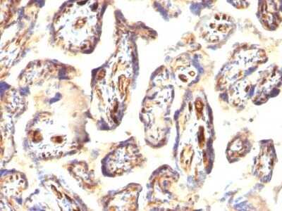 Immunohistochemistry-Paraffin: Podocalyxin Like Antibody (3D3) - Azide and BSA Free [NBP2-33108] - Formalin-fixed, paraffin-embedded human Placenta stained with Podocalyxin Like Antibody (3D3).