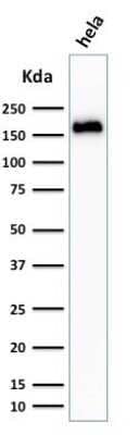 Western Blot: Podocalyxin Like Antibody (3D3) - Azide and BSA Free [NBP2-33108] - Western Blot Analysis of HeLa cell lysate using Podocalyxin Like Antibody (3D3).