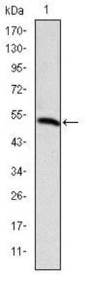 Western Blot: Podocalyxin Like Antibody (5F5) [NBP2-37605] - Western blot analysis using PODXL mAb against human PODXL (AA: 109-324) recombinant protein. (Expected MW is 47.3 kDa)