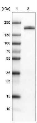 Western Blot: Podocalyxin Like Antibody (CL0285) [NBP2-52904] - Lane 1: Marker [kDa], Lane 2: Human kidney tissue lysate