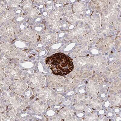 Immunohistochemistry-Paraffin: Podocalyxin Like Antibody [NBP1-83348] - Staining of human kidney shows high expression.