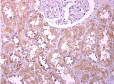 Immunohistochemistry-Paraffin: Podocalyxin Like Antibody [NBP2-19880] - Paraffin-embedded human normal kidney. PODXL antibody [C2C3], C-term diluted at 1:500.