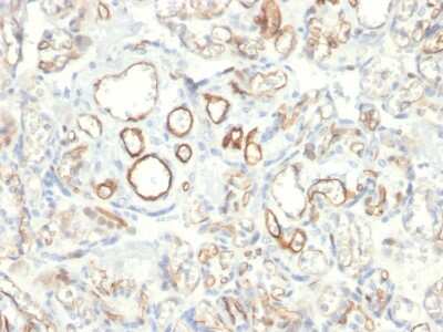 Immunohistochemistry-Paraffin: Podocalyxin Like Antibody (PODXL/2185) [NBP2-79749] - Formalin-fixed, paraffin-embedded human Placenta stained with Podocalyxin Like Antibody (PODXL/2185).