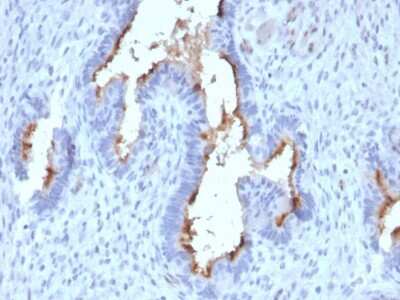 Immunohistochemistry-Paraffin: Podocalyxin Like Antibody (PODXL/2185) [NBP2-79749] - Formalin-fixed, paraffin-embedded human Endometrium stained with Podocalyxin Like Antibody (PODXL/2185).