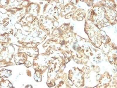 Immunohistochemistry-Paraffin: Podocalyxin Like Antibody (PODXL/2606) - Azide and BSA Free [NBP2-76326] - Formalin-fixed, paraffin-embedded Human Placenta stained with Podocalyxin Mouse Monoclonal Antibody (PODXL/2606).