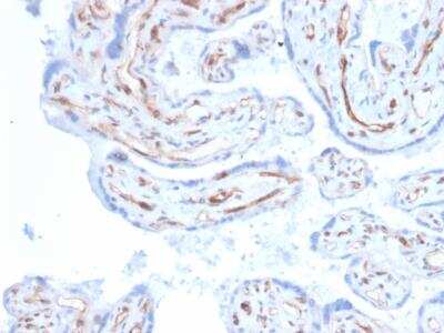 Immunohistochemistry-Paraffin: Podocalyxin Like Antibody (PODXL/2606) [NBP2-76325] - Formalin-fixed, paraffin-embedded Human Placenta stained with Podocalyxin Mouse Monoclonal Antibody (PODXL/2606).