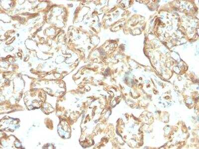 Immunohistochemistry-Paraffin: Podocalyxin Like Antibody (PODXL/2606) [NBP2-76325] - Formalin-fixed, paraffin-embedded Human Placenta stained with Podocalyxin Mouse Monoclonal Antibody (PODXL/2606).