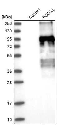 Western Blot: Podocalyxin Like Antibody [NBP1-83348] - Analysis in control (vector only transfected HEK293T lysate) and PODXL over-expression lysate (Co-expressed with a C-terminal myc-DDK tag (3.1 kDa) in mammalian HEK293T cells).