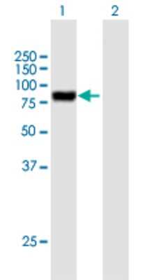 Western Blot: Podocan Antibody [H00127435-B01P] - Analysis of PODN expression in transfected 293T cell line by PODN polyclonal antibody.  Lane 1: PODN transfected lysate(72.71 KDa). Lane 2: Non-transfected lysate.