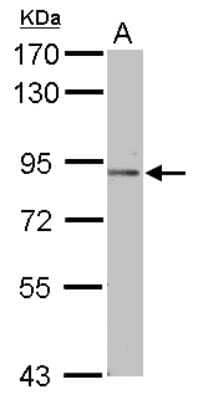 Western Blot Podocan Antibody - BSA Free