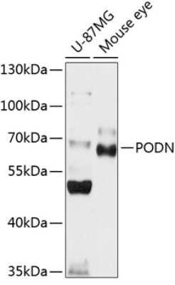 Western Blot Podocan Antibody - BSA Free