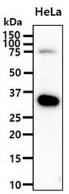 Western Blot: Podoplanin Antibody (56F7) [NBP2-59445] - Analysis in HeLa cell lysates (40ug).