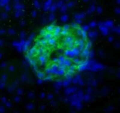 Immunocytochemistry/Immunofluorescence: Podoplanin Antibody (8.1.1) - Azide and BSA Free [NBP2-80916] - Podoplanin (8.1.1) antibody labeling (Green) of glomeruli from mouse kidney. Nuclei were counterstained with DAPI (Blue). Image from the standard format of this antibody.