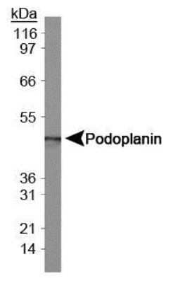 Western Blot: Podoplanin Antibody (8.1.1) - Azide and BSA Free [NBP2-80916] - Analysis of Podoplanin in mouse kidney tissue extract. Image from the standard format of this antibody.