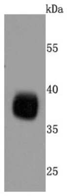 Western Blot: Podoplanin Antibody (JM31-21) [NBP2-67070] - Analysis of Podoplanin on human lung cells lysates using anti-Podoplanin antibody at 1/500 dilution.