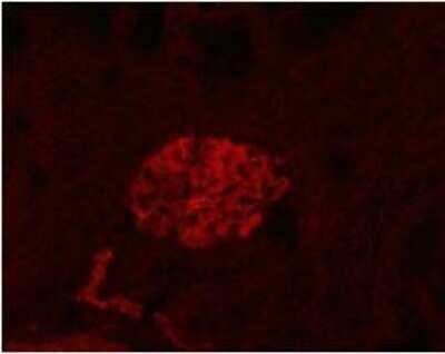 Immunocytochemistry: Podoplanin Antibody (LF3/B7/D5B27) - Azide and BSA Free [NBP2-80915] - staining of lymphatic endothelial cells and podocytes in normal rat renal corpusle. Image from the standard format of this antibody.