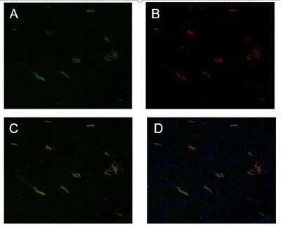 Immunohistochemistry: Podoplanin Antibody (LF3/B7/D5B27) - Azide and BSA Free [NBP2-80915] - Figure: Rat cardiac lymphatic microvessels, labeled with antibodies against rat Podoplanin (A, green) and mouse LYVE-1 (B, red). Nuclear stain in blue. Double staining with anti-mouse LYVE-1 and anti-rat Podoplanin revealed a nice co-expression of both pr