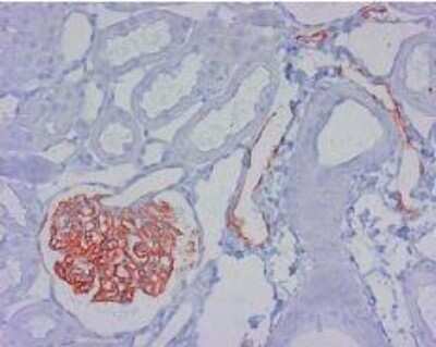 Immunohistochemistry: Podoplanin Antibody (LF3/B7/D5B27) - Azide and BSA Free [NBP2-80915] - Staining of lymphatic endothelial cells and podocytes in normal rat renal corpusle. Image from the standard format of this antibody.