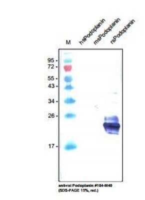 Western Blot: Podoplanin Antibody (LF3/B7/D5B27) - Azide and BSA Free [NBP2-80915] - analysis with recombinant human, mouse and rat soluble Podolanin. There is no cross reaction with human and mouse Podoplanin. Image from the standard format of this antibody.