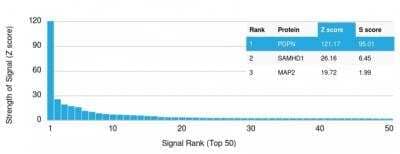 Protein Array: Podoplanin Antibody (PDPN/1433) [NBP2-53292] - Analysis of Protein Array containing more than 19,000 full-length human proteins using Podoplanin Antibody (PDPN/1433) Z- and S- Score: The Z-score represents the strength of a signal that a monoclonal antibody (Monoclonal Antibody) (in combination with a fluorescently-tagged anti-IgG secondary antibody) produces when binding to a particular protein on the HuProt(TM) array. Z-scores are described in units of standard deviations (SD's) above the mean value of all signals generated on that array. If targets on HuProt(TM) are arranged in descending order of the Z-score, the S-score is the difference (also in units of SD's) between the Z-score. S-score therefore represents the relative target specificity of a Monoclonal Antibody to its intended target. A Monoclonal Antibody is considered to specific to its intended target, if the Monoclonal Antibody has an S-score of at least 2.5.