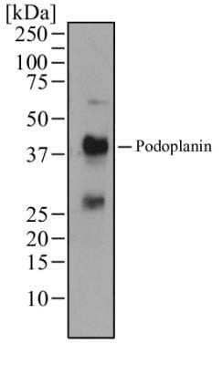 Western Blot: Podoplanin Antibody (pmab-1) - Azide and BSA Free [NBP2-80917] - Analysis using the Azide Free version of NBP2-03955. Detection of mouse fetal lung tissue using Podoplanin antibody at a conentration of 1 ug/mL. Image from the standard format of this antibody.