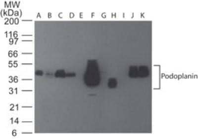Western Blot: Podoplanin Antibody (pmab-1) - Azide and BSA Free [NBP2-80917] - Analysis using the Azide Free version of NBP2-03955. Lysate from mouse A) Brain, B) Heart, C) Small Intestine, D) Kidney, E) Liver, F) Lung, G) Muscle, H) Stomach, I) Spleen, J) Ovary, and K) Testis probed with podoplanin antibody at 5 ug/mL. Mouse tissue Insta-blot, goat anti-rat Ig HRP secondary antibody and PicoTect ECL substrate solution were used for this test. Image from the standard format of this antibody.