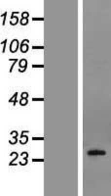 Western Blot Podoplanin Overexpression Lysate