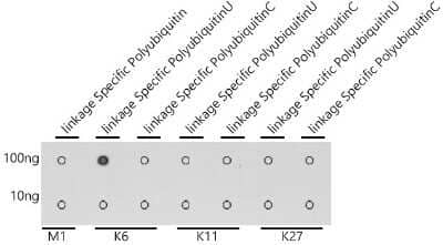 Dot Blot: Poly-Ubiquitin Antibody - K6 Linkage [NBP3-05680] - Dot-blot analysis of all sorts of peptides using Poly-Ubiquitin antibody (NBP3-05680) at 1:1000 dilution.