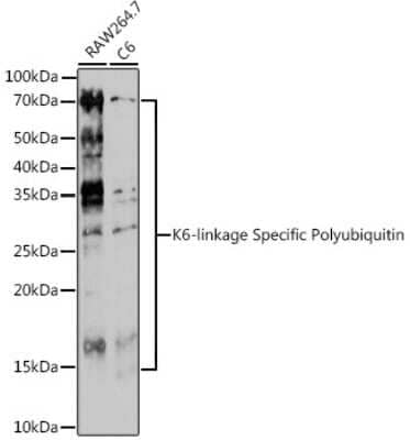 Western Blot: Poly-Ubiquitin Antibody - K6 Linkage [NBP3-05680] - Western blot analysis of extracts of various cell lines, using Poly-Ubiquitin Rabbit pAb (NBP3-05680) at 1:500 dilution. Secondary antibody: HRP Goat Anti-Rabbit IgG (H+L) at 1:10000 dilution. Lysates/proteins: 25ug per lane. Blocking buffer: 3% nonfat dry milk in TBST. Detection: ECL Enhanced Kit. Exposure time: 180s.