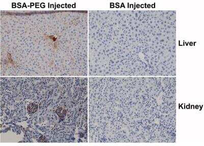 Immunohistochemistry: Polyethylene Glycol Antibody (RM105) [Biotin] [NBP3-18537] - Immunohistochemistry of mouse liver and kidney using 0.5ug/mL of NBP3-18537 followed by an HRP conjugated streptavidin. The mouse was injected with PEG-BSAor BSA 3 hours before sampling.