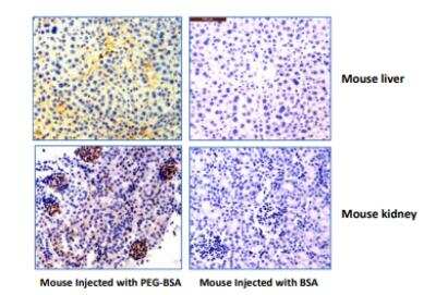 Immunohistochemistry: Polyethylene Glycol Antibody (RM105) [NBP2-77399] -  Mouse liver and kidney using 0.5mg/mL of anti-PEG Clone RM105. Mouse had been injected with PEG-BSA or BSA for 3 hours before sampling. 