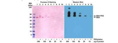 Western Blot Polyethylene Glycol Antibody (RM105)