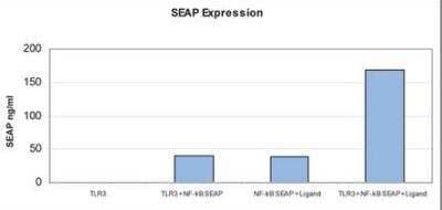 Polyinosinic-polycytidylic acid [NBP2-25288] - 293T cells were co-transfected with pCMV/TLR3 plasmid and pNF-kB/SEAP plasmid  using Lipofectamin 2000 (Life Technology). After 48 hrs of transfection, 10 ug/ml of Poly(I:C)  was added. Cells were incubated at 37C for 24 hrs. Transfected cell supernatant was collected and analyzed using the NF-kB SEAPorter Assay kit